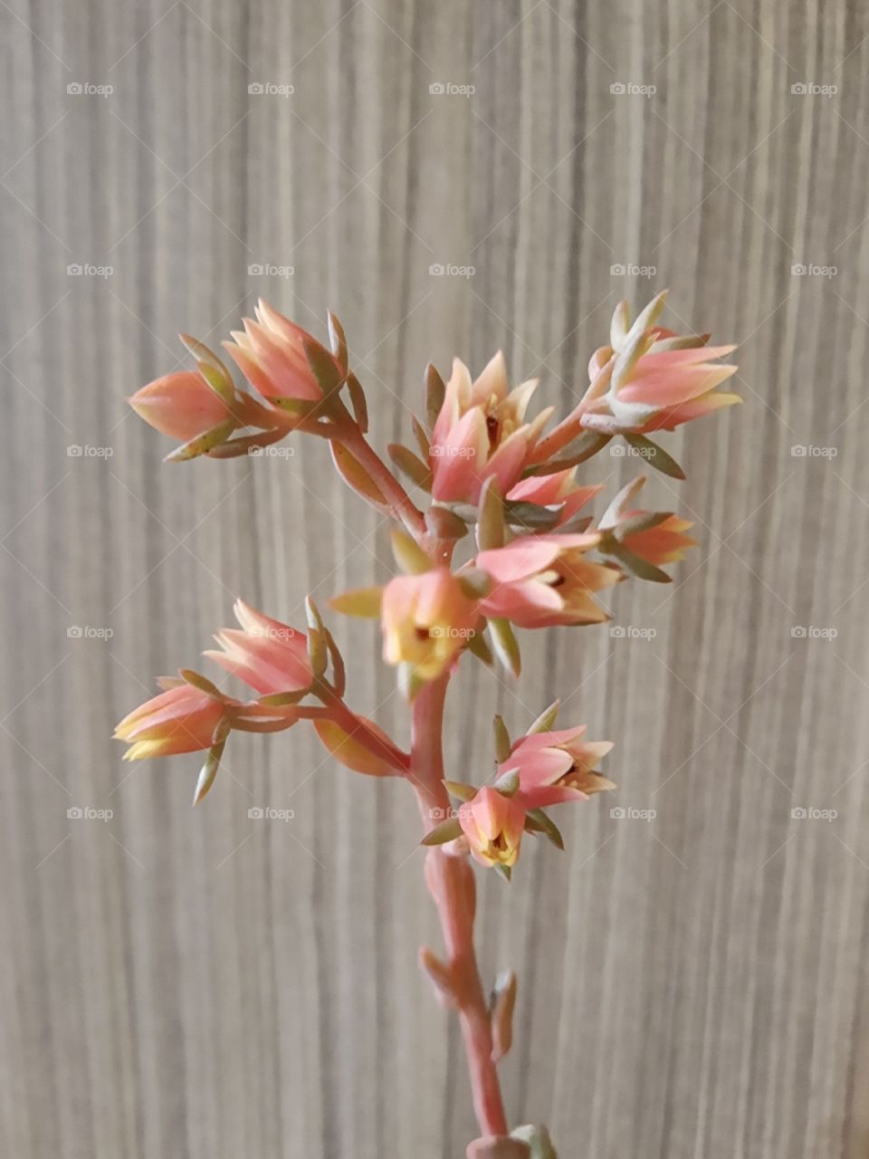 succulent's flowers