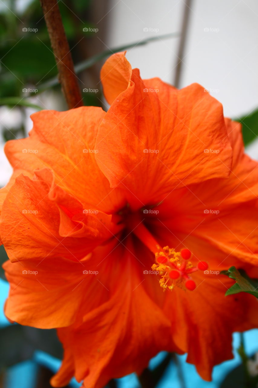 orange hibiscus