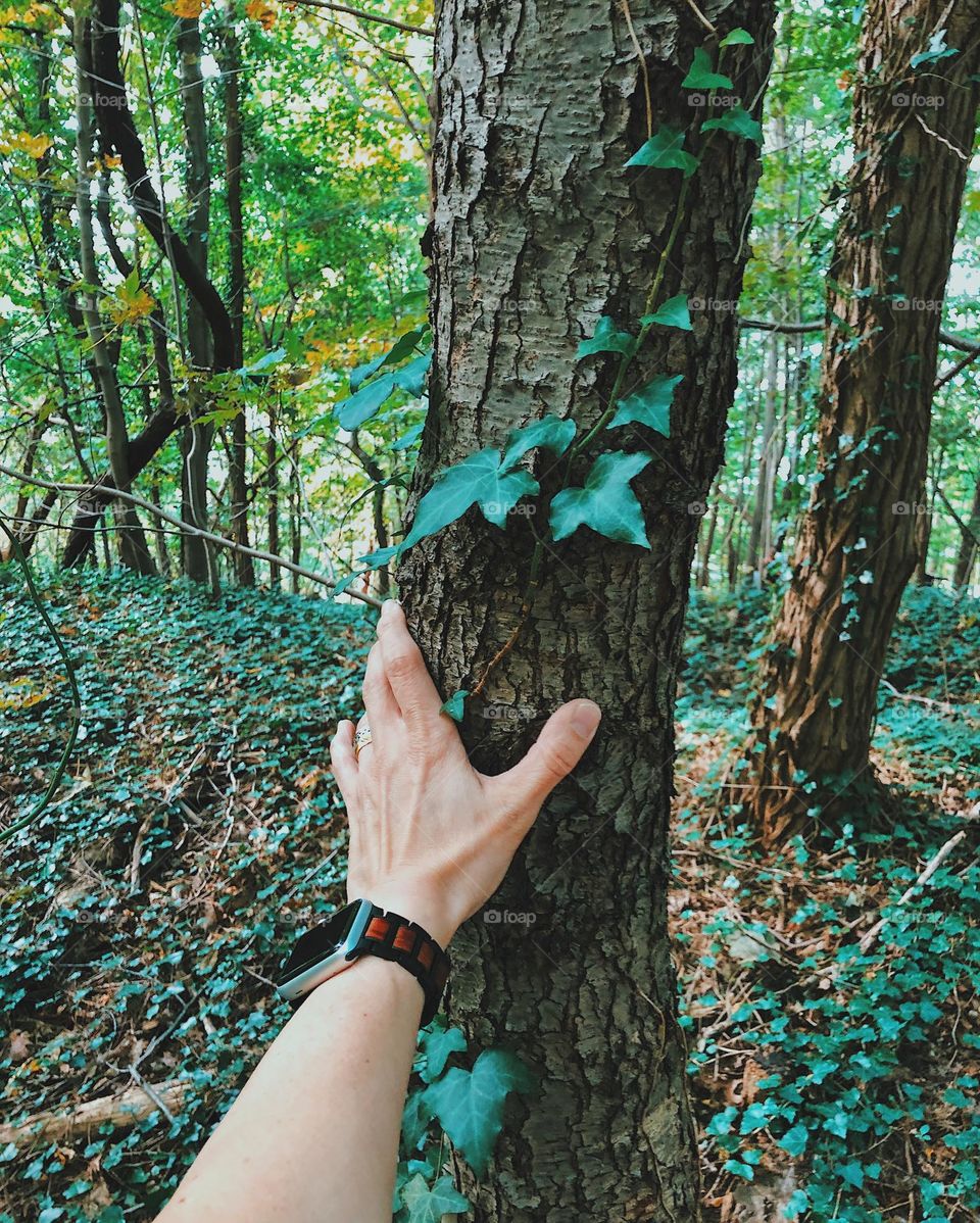 Woman’s hand touches bark on tree, hiking on trails in New York, enjoying nature in solitude, hand touching tree, feeling nature around us, moments of happiness in nature, wildlife walks in the woods 