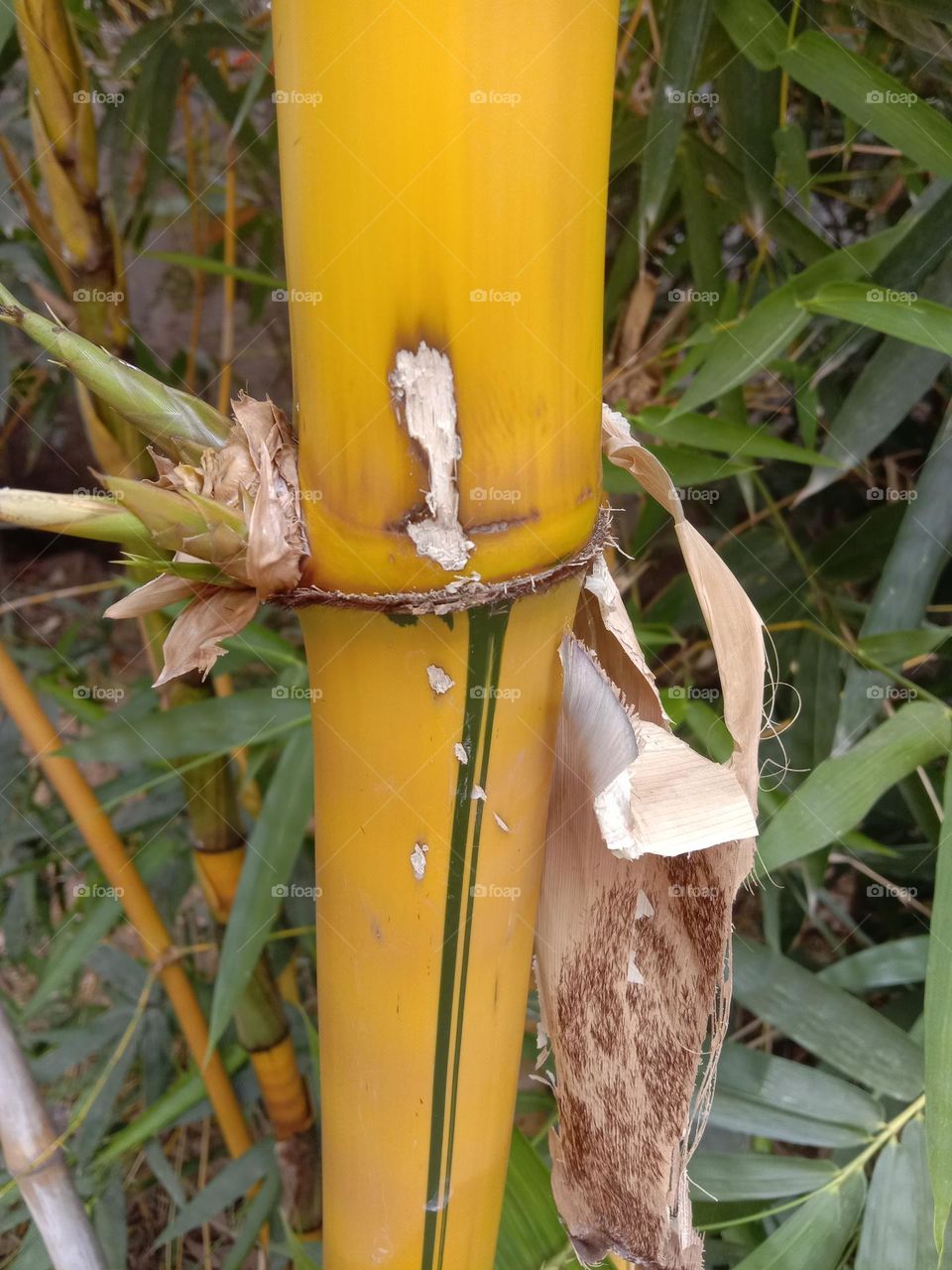 close to bamboo plants yellow colour and green colour line