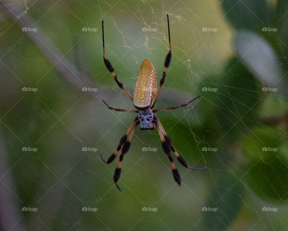 Banana spider in its web