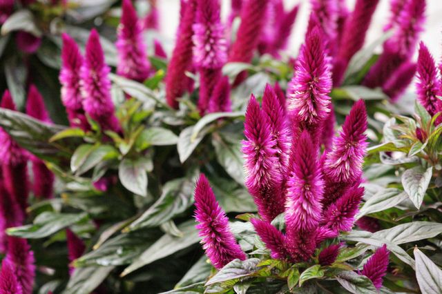 Pink bright flower fuzzy blossom green plants