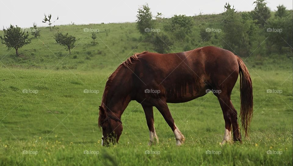 Beautiful horse 🐎