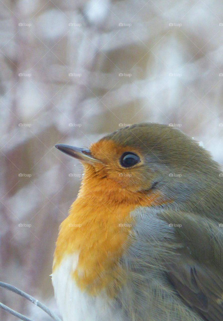 robins