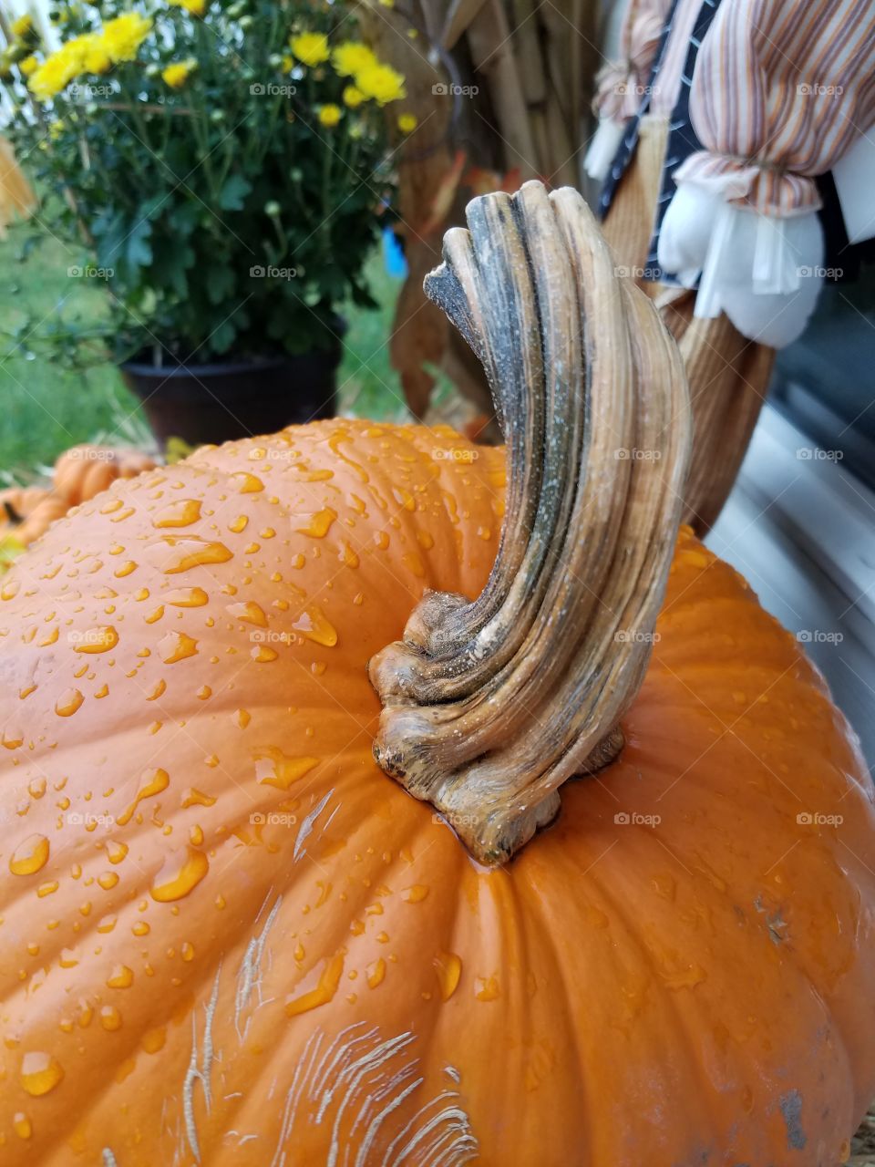 I found a pumpkin this past fall with the most amazing stem! It was the most perfect addition to our fall display!
