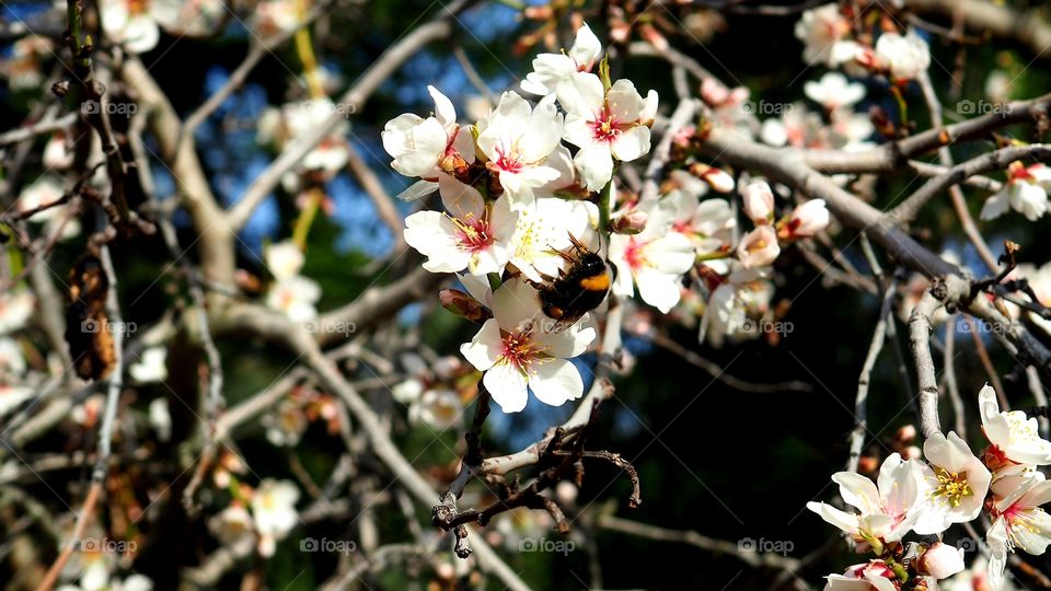 Almendro en flor
Almond Blossom