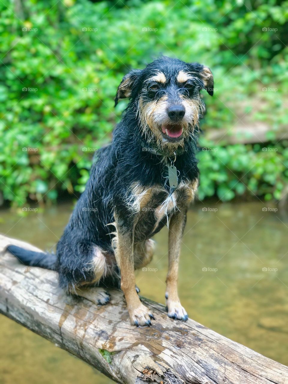 Swimming hole - Dog on a log 