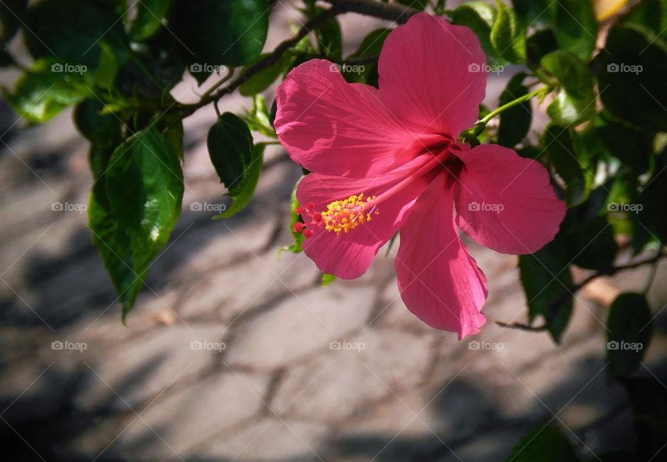 Hibiscus flower