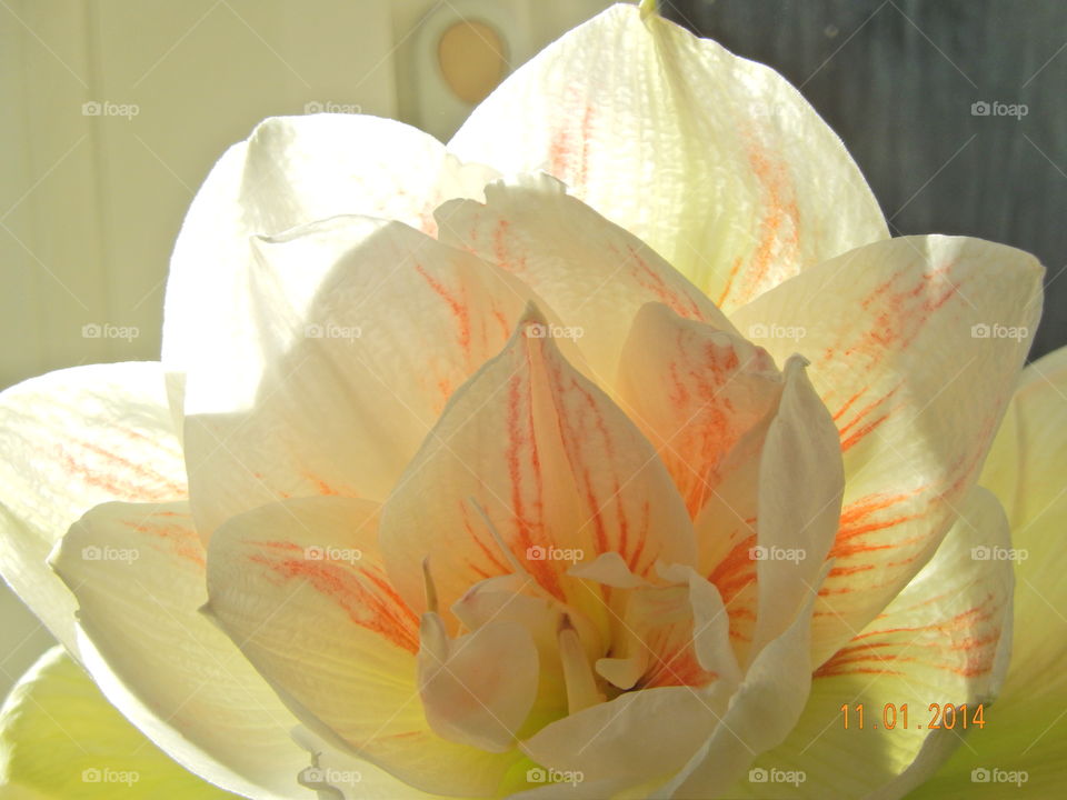 Backlit flower