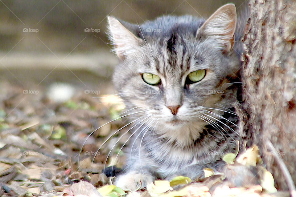 Feral Tabby Cat