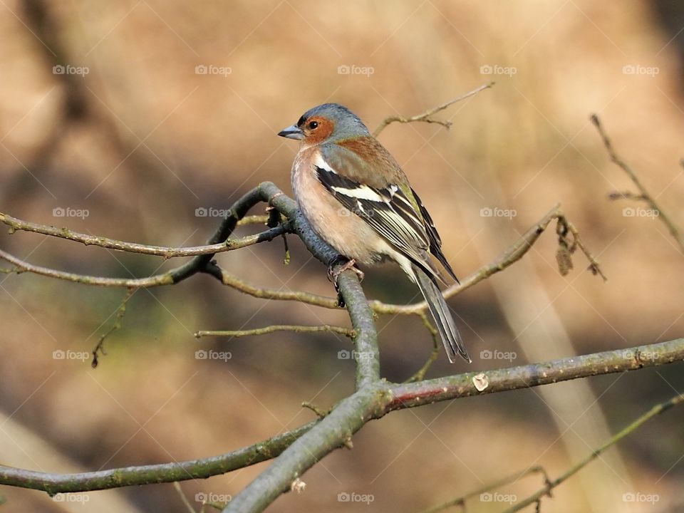 Chaffinch