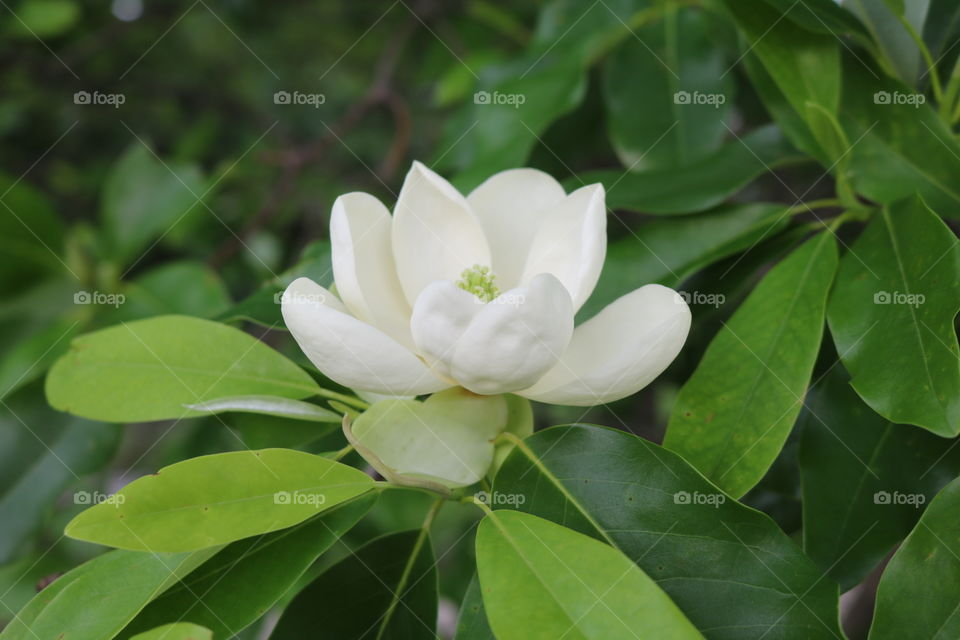 Magnolia