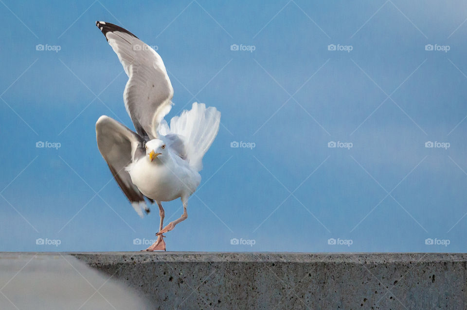A windy day at the beach, and this seagull got caught by the crazy and powefull wind, and danced sideways...