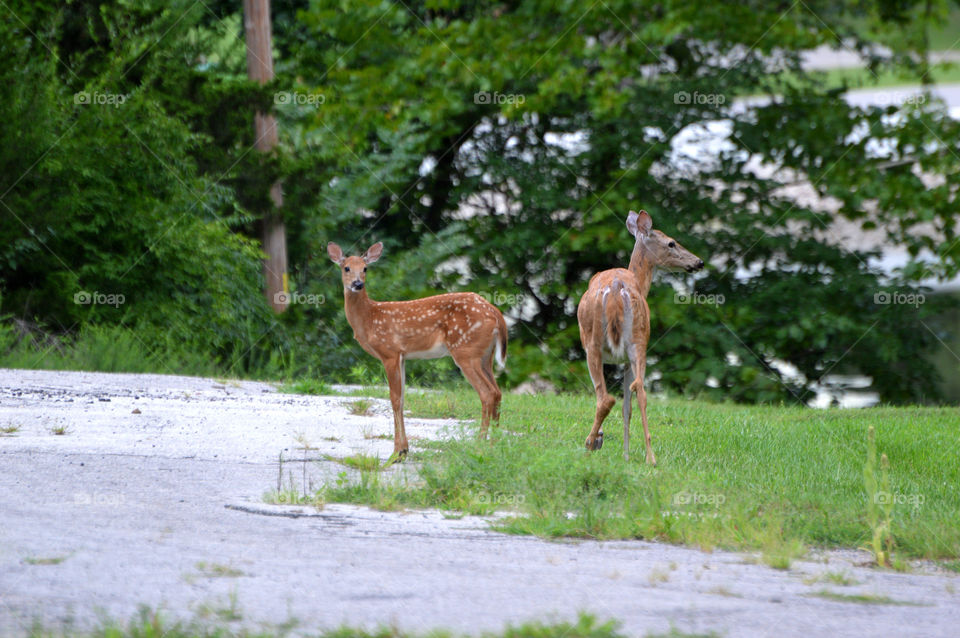 Doe and fawn