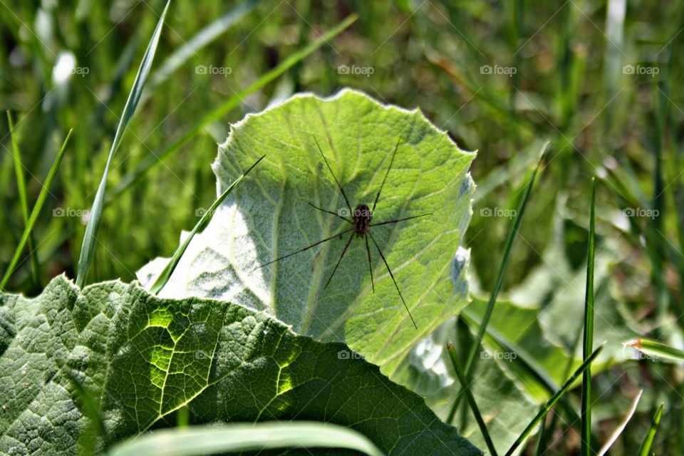 Spider in the grass