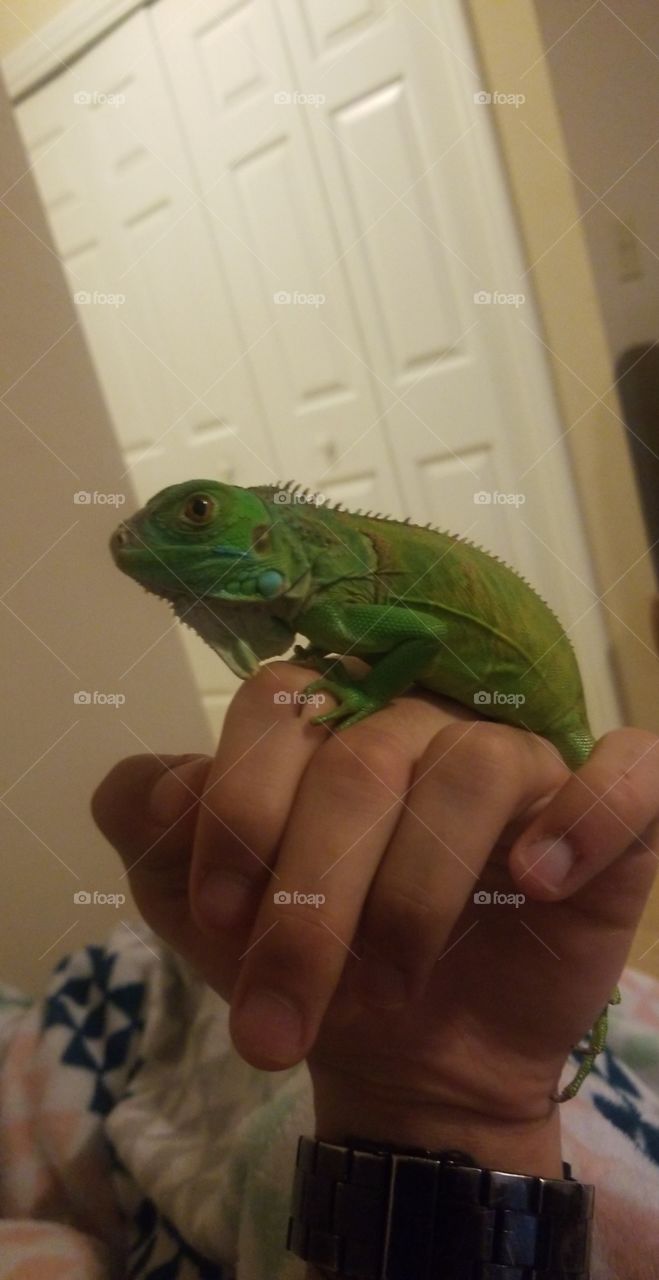 little baby iguana relaxing on owners hand