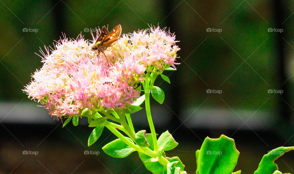 moth on flower