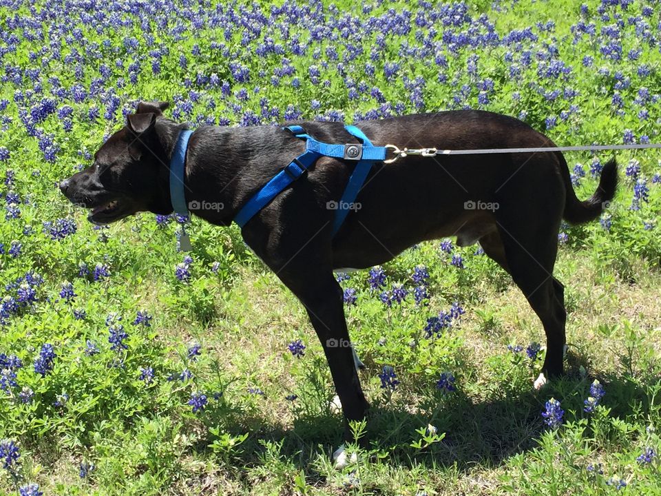 Dog in bluebonnets