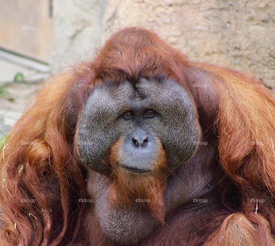 Orangutan Close up