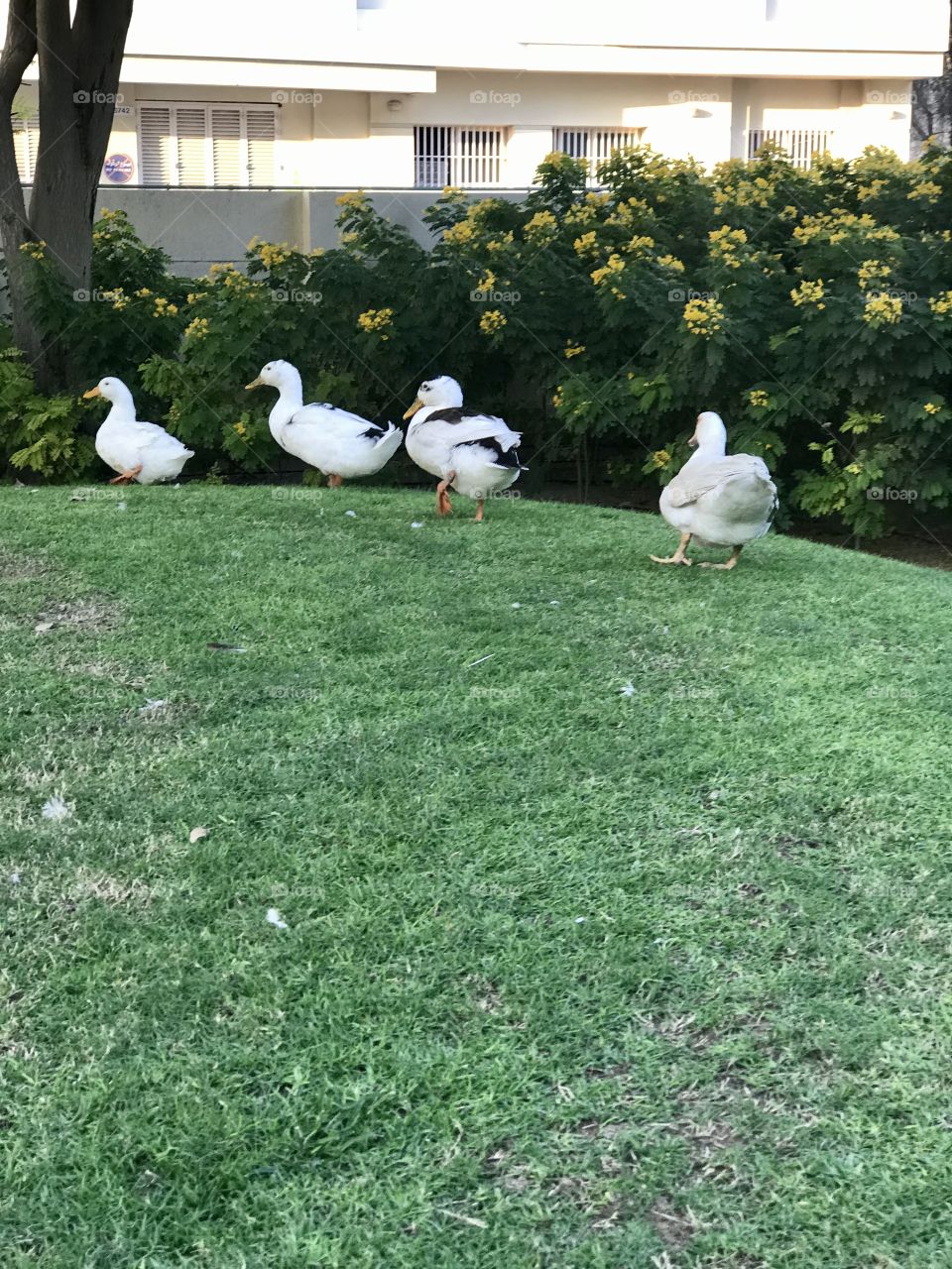 Ducks walking in a row funnily.