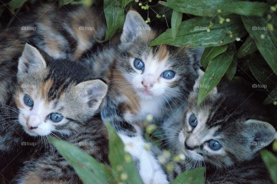 Kittens looking up