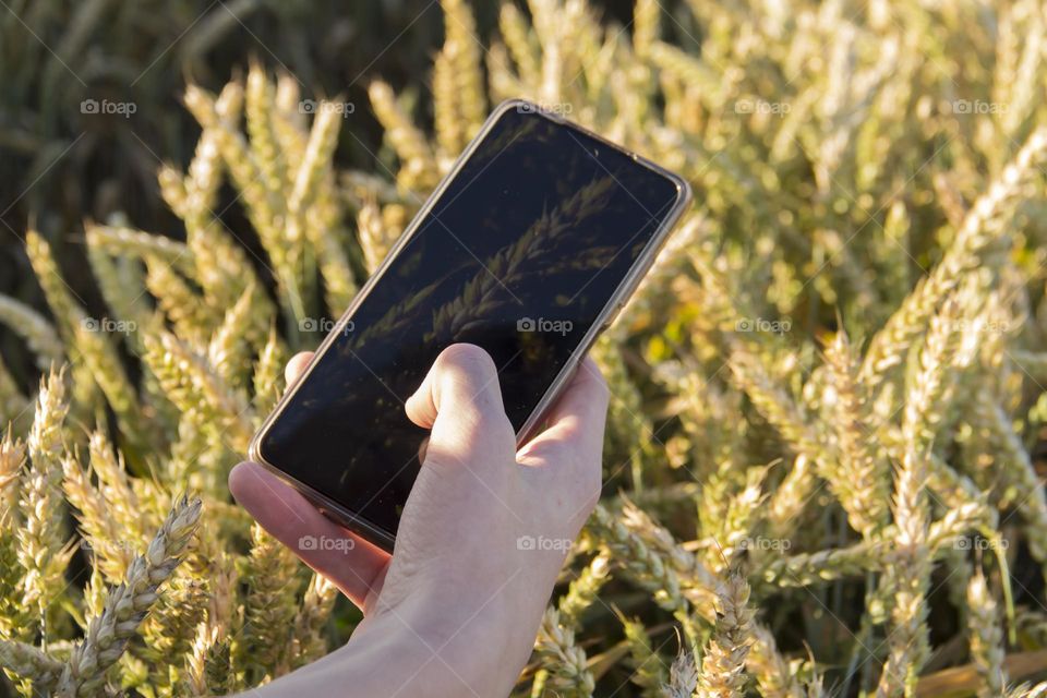 a teenager photographs spikelets in a wheat field on a phone camera which.