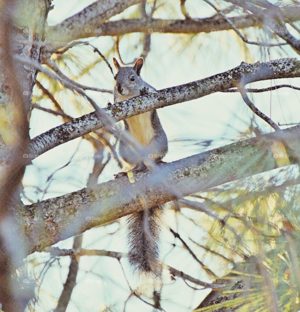 squirrel in a tree