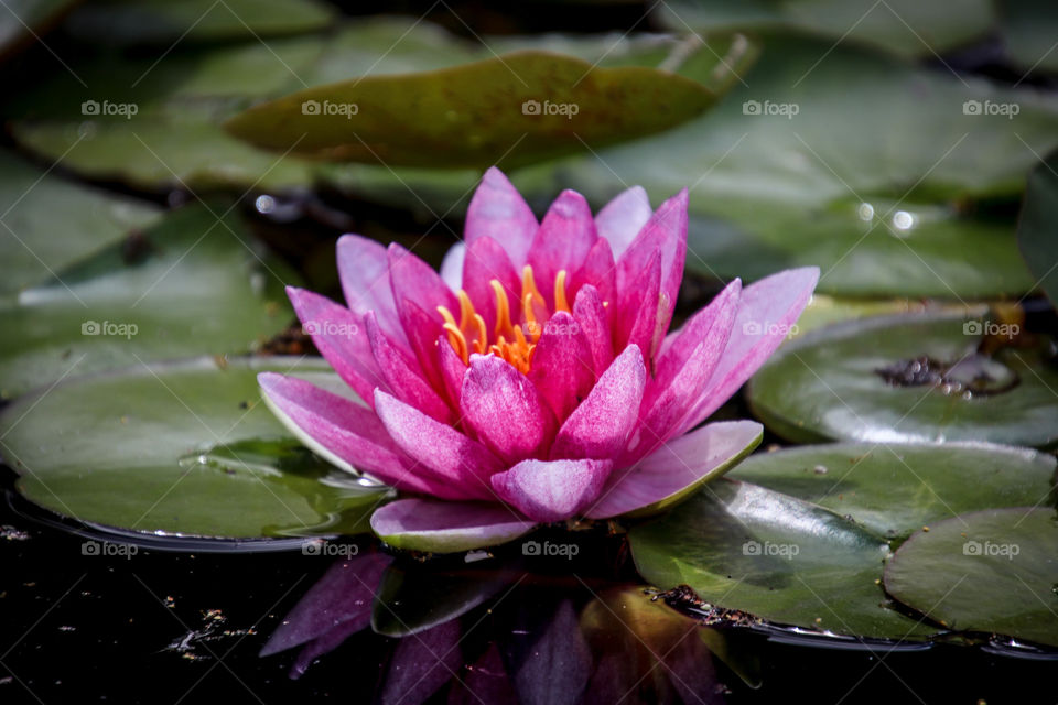 Beautiful pink water lily