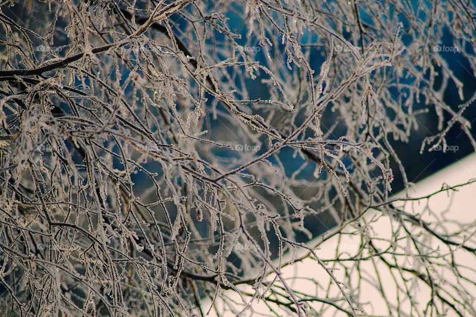 Ice on a branch
