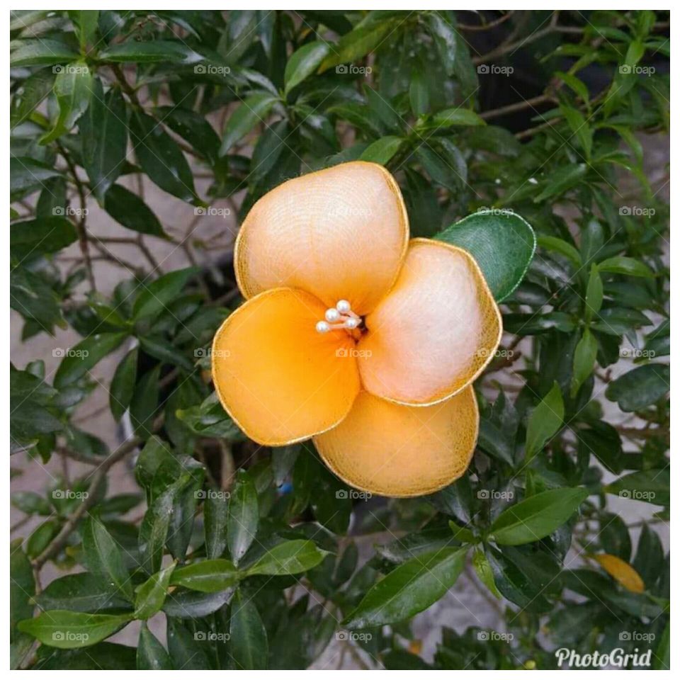 Orange Stoking Flower
