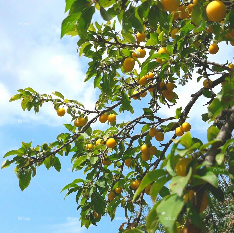 orange fruits in branch