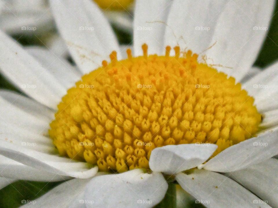 Daisy