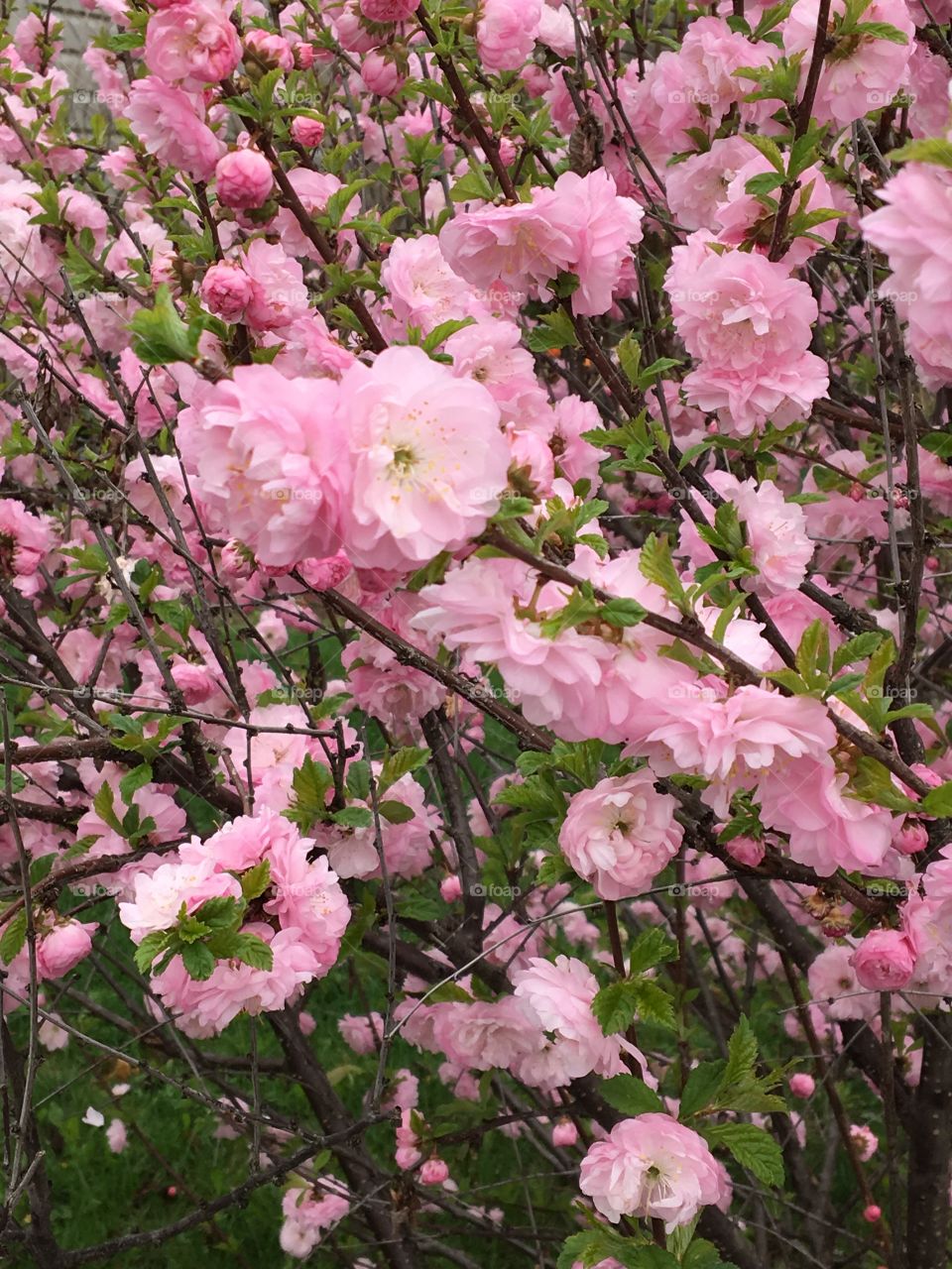 Pink cherry blossoms