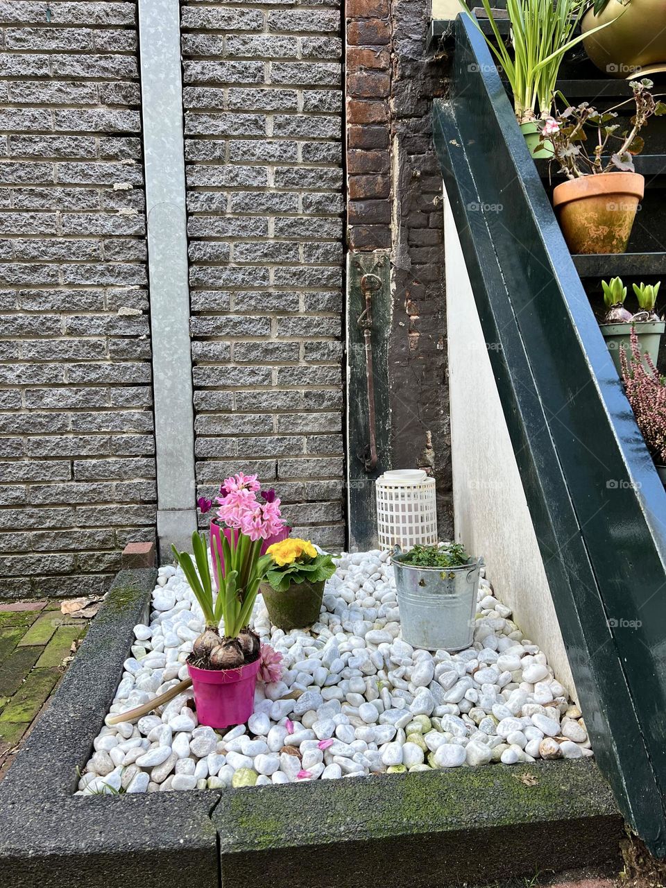 Flowers in pots near the facade of a house in Amsterdam. Atmospheric cityscape with greenery, emphasizing the coziness of Dutch architecture