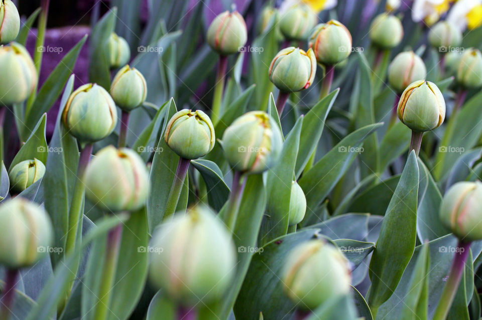 Exuberant green tulip bulbs reaching for sun’s energy to help unfold the colorful hidden beauty 