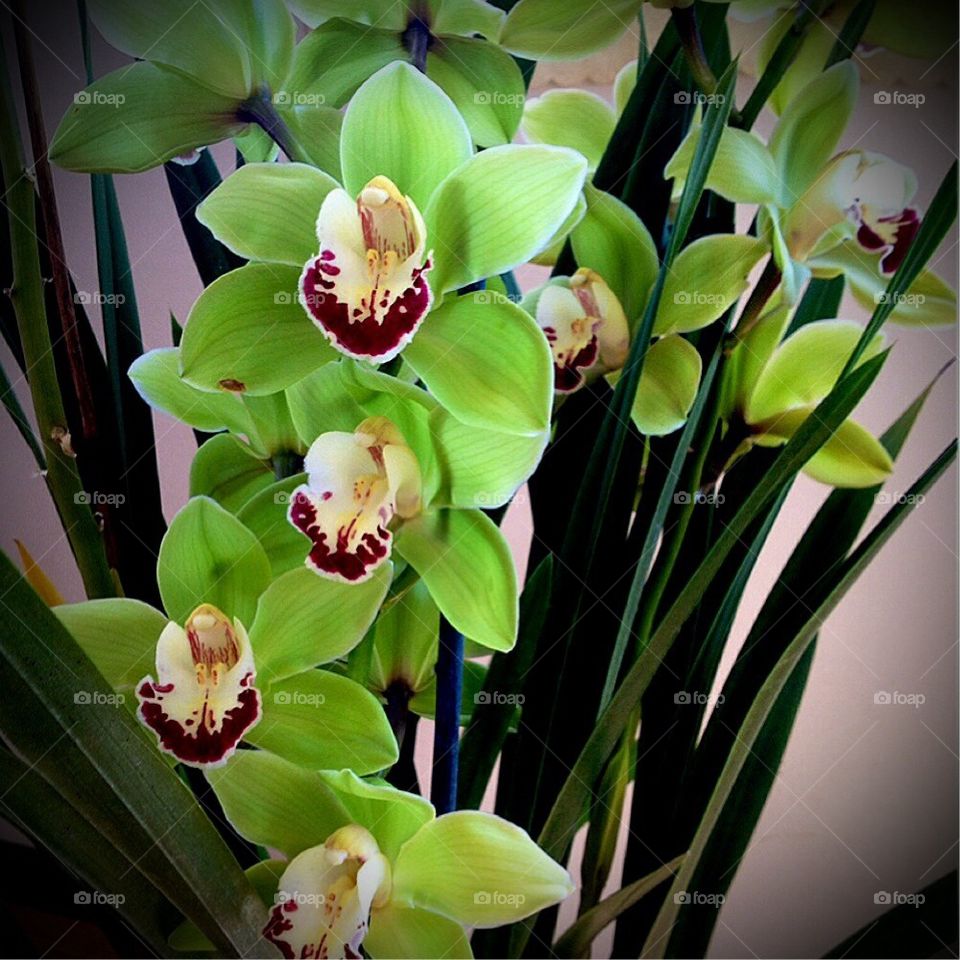 Orchid green