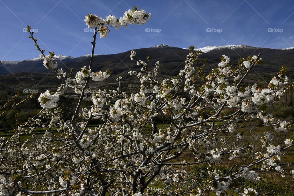 Floración del valle del Jerte