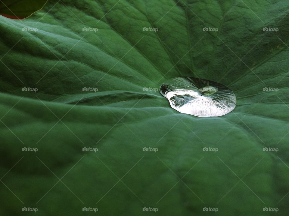 Rain in a water lily. Rain in a water lily