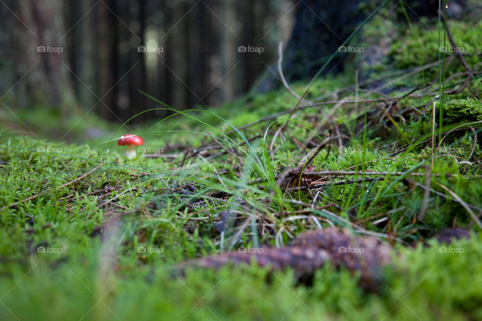 Mushroom in forest