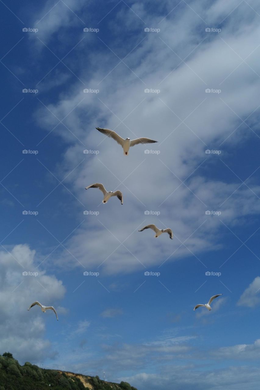 The seagulls spotted the Walkers crisp packet…
