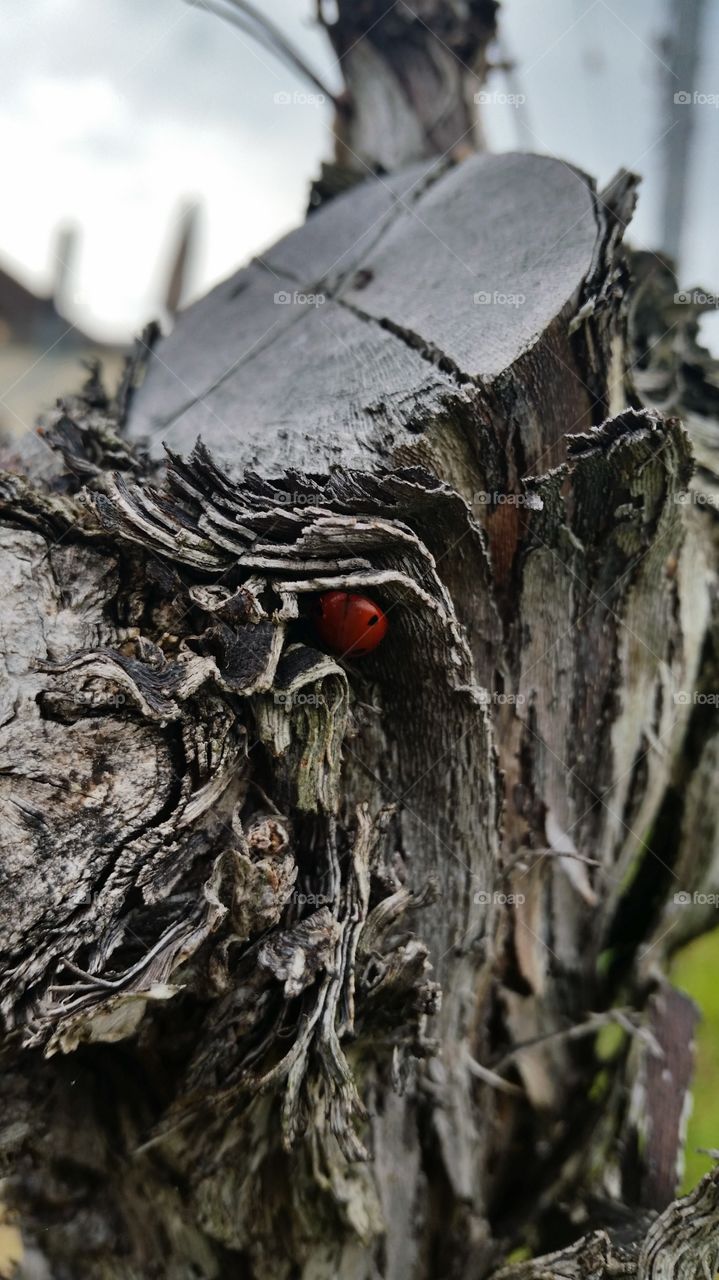 Ladybug