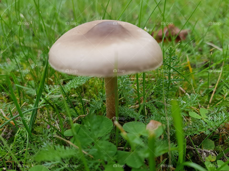 Mushroom