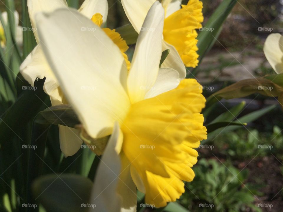 Daffodils 