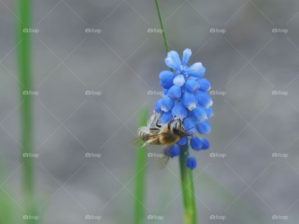 Close up of wildbee pollinating grape hyacinth flower