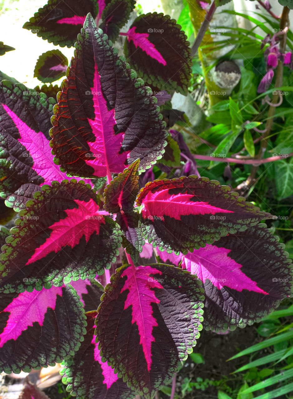 Splendid green and red plant
