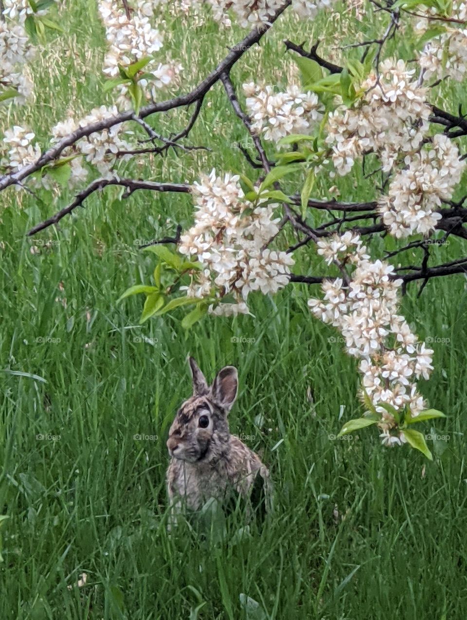 Wild rabbit under a tree