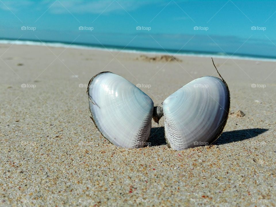 Mussel Shells forming Butterfly in Sand