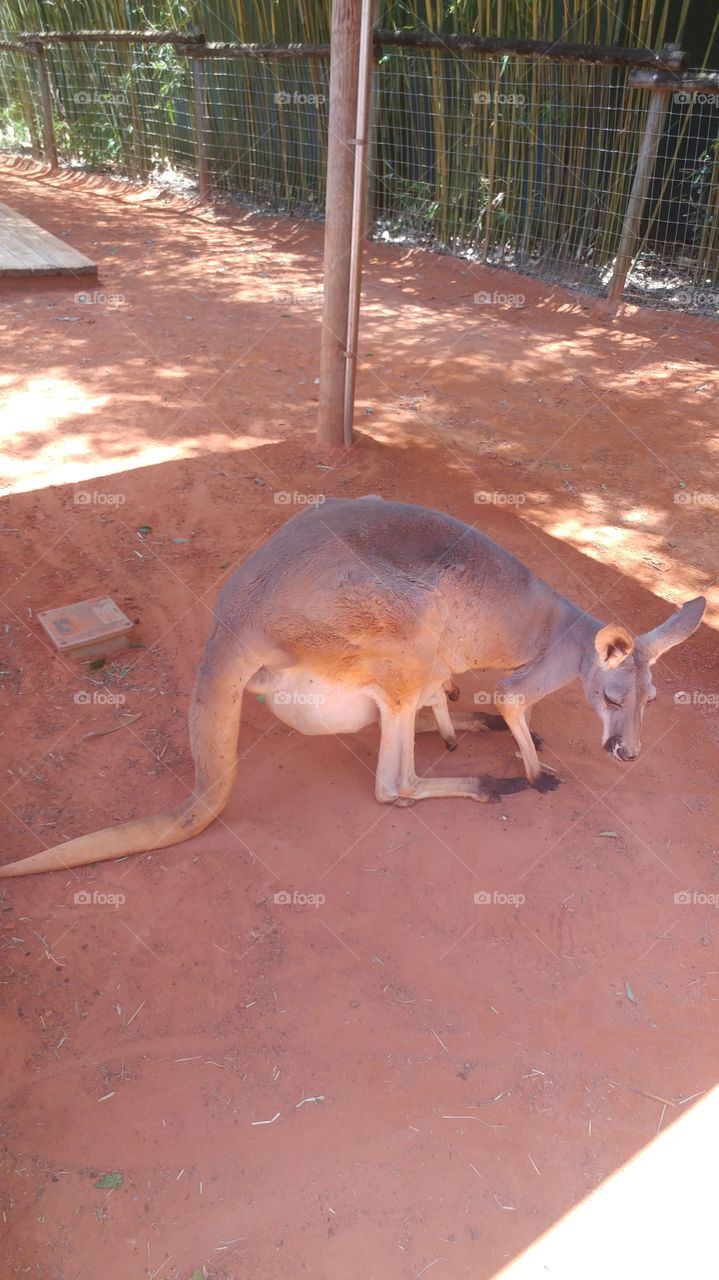 mama kangaroo with baby Joey