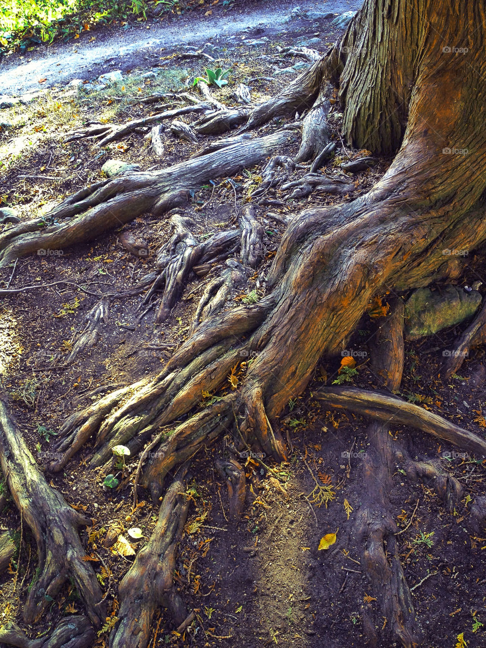 nature outdoors grass tree by somebeach