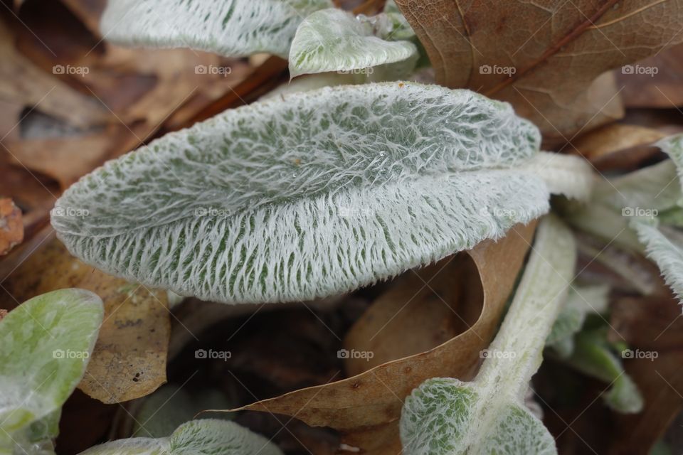 ~iKandiPhotography~ Fuzzy Wet Leaf